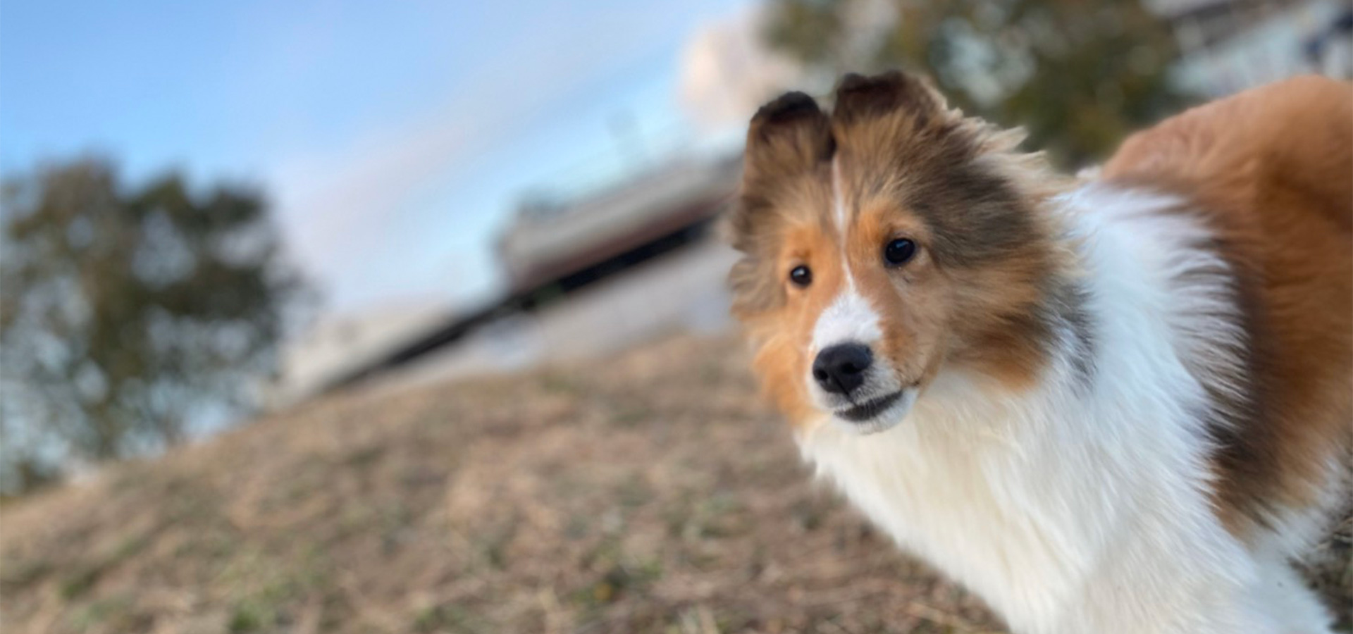 ドッグトータルプランニングオバタ