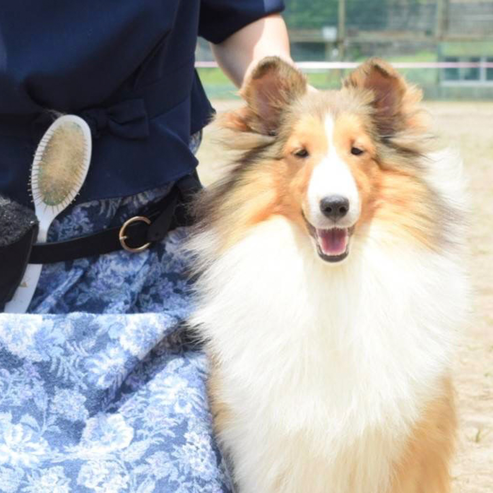 ドッグトータルプランニングオバタ 岐阜県のシェルティ専門ブリーダー
